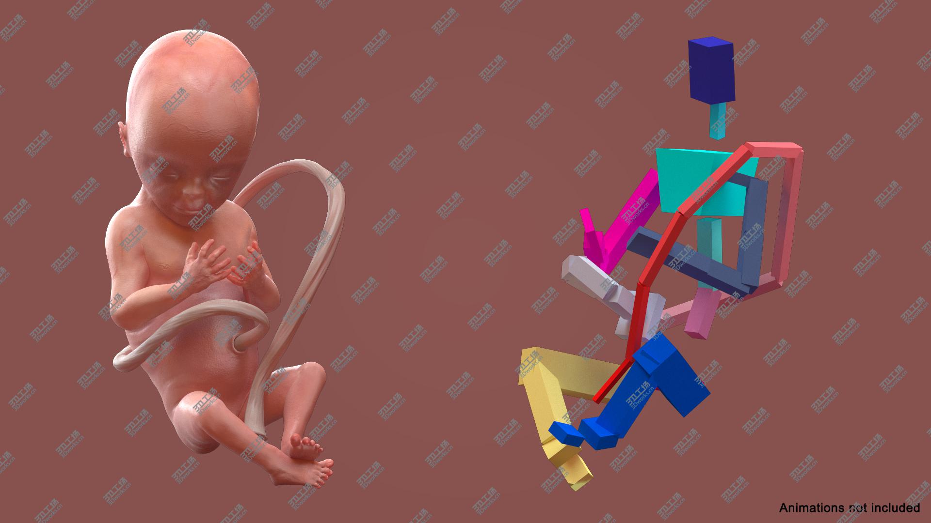 images/goods_img/20210313/Human Fetus at 20 Weeks Rigged 3D model/3.jpg